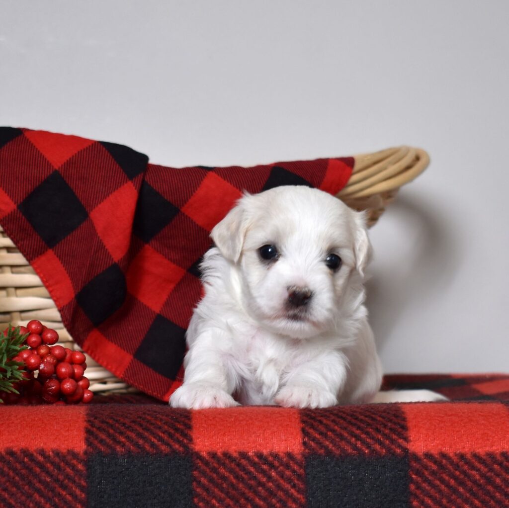 coton de tulear breeders