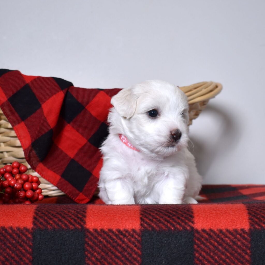 coton de tulear breeders