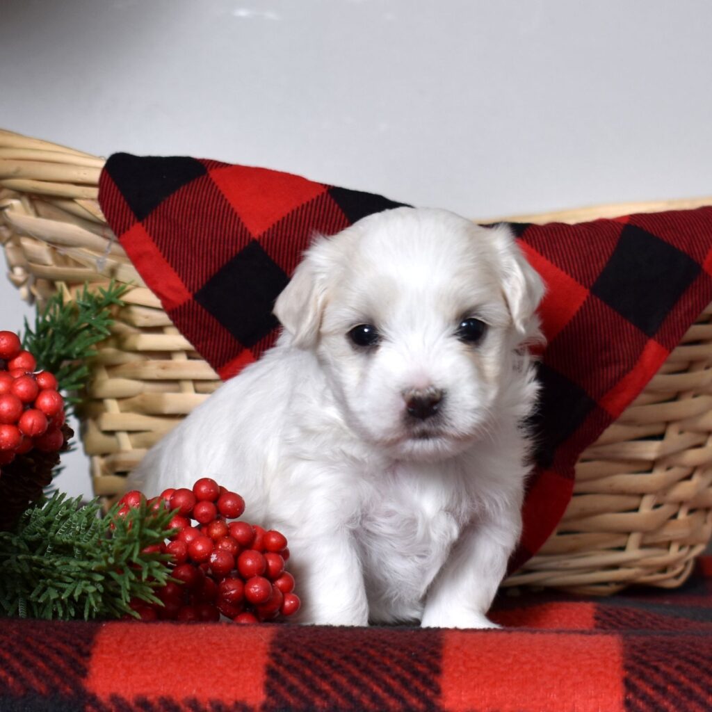 coton de tulear breeders near me