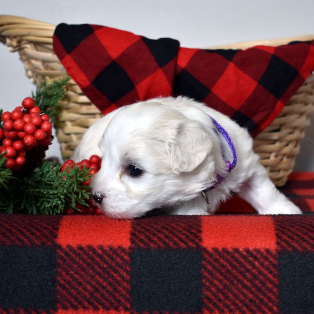 coton de tulear dog puppy