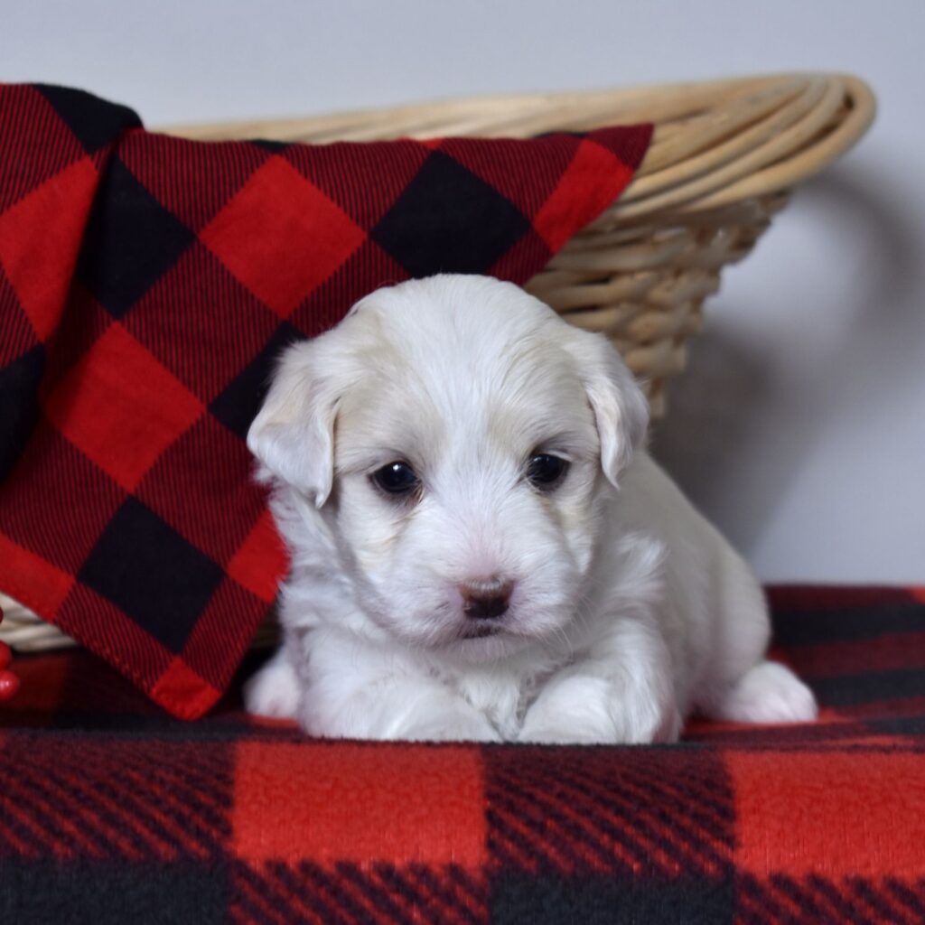 coton de tulear dog puppy