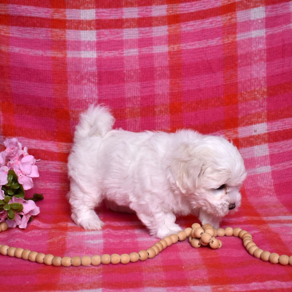 coton de tulear dog puppy