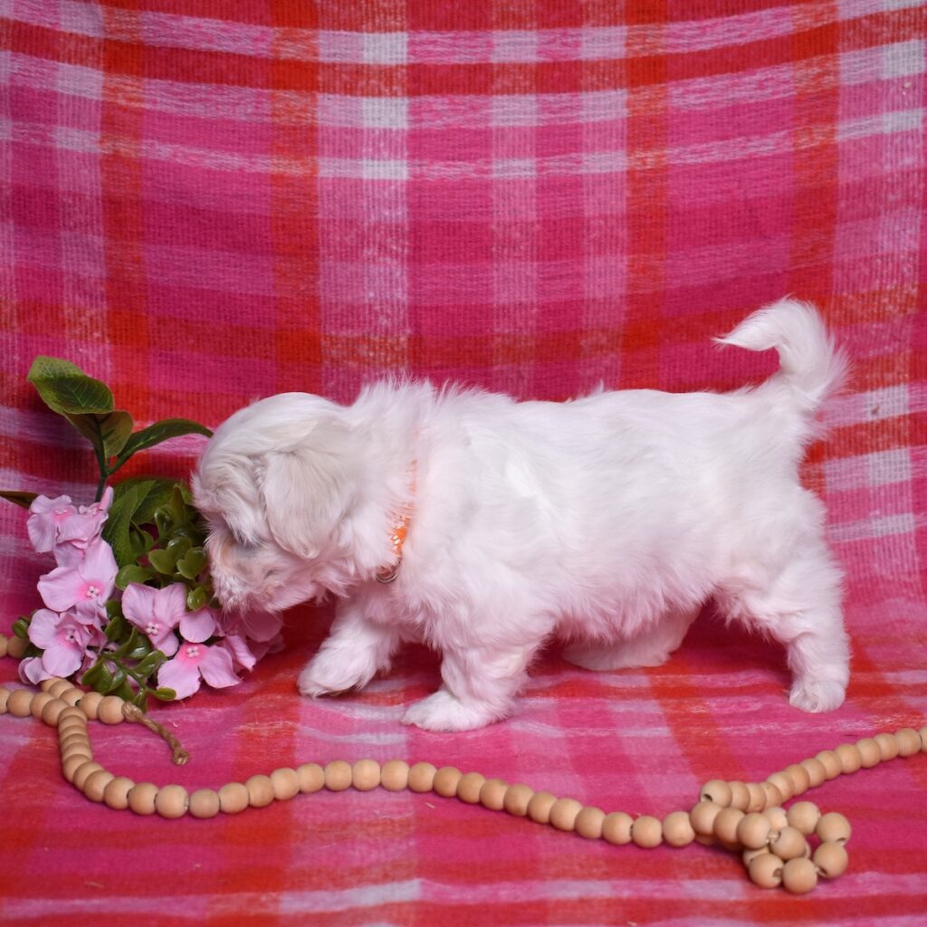 coton de tulear dog puppy