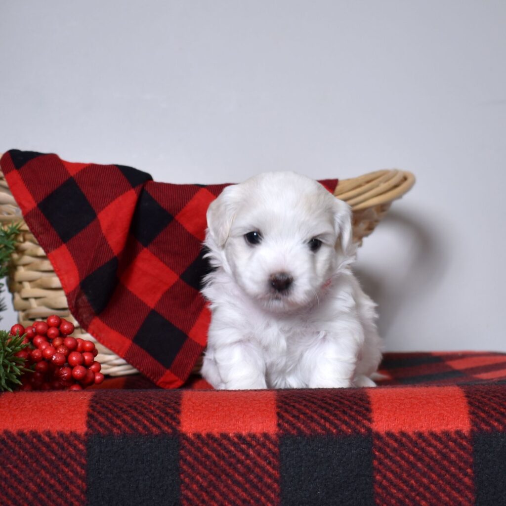 coton de tulear dogs