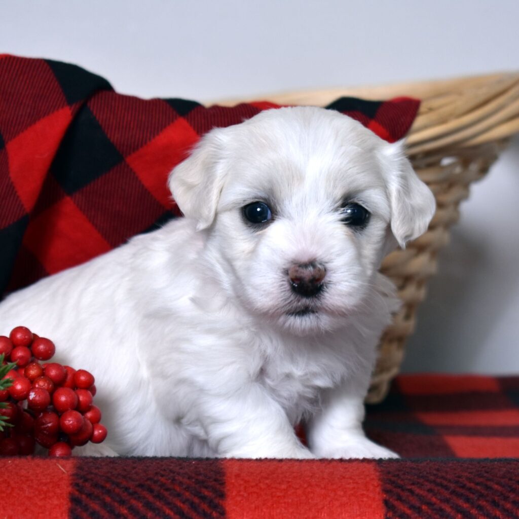coton de tulear for adoption
