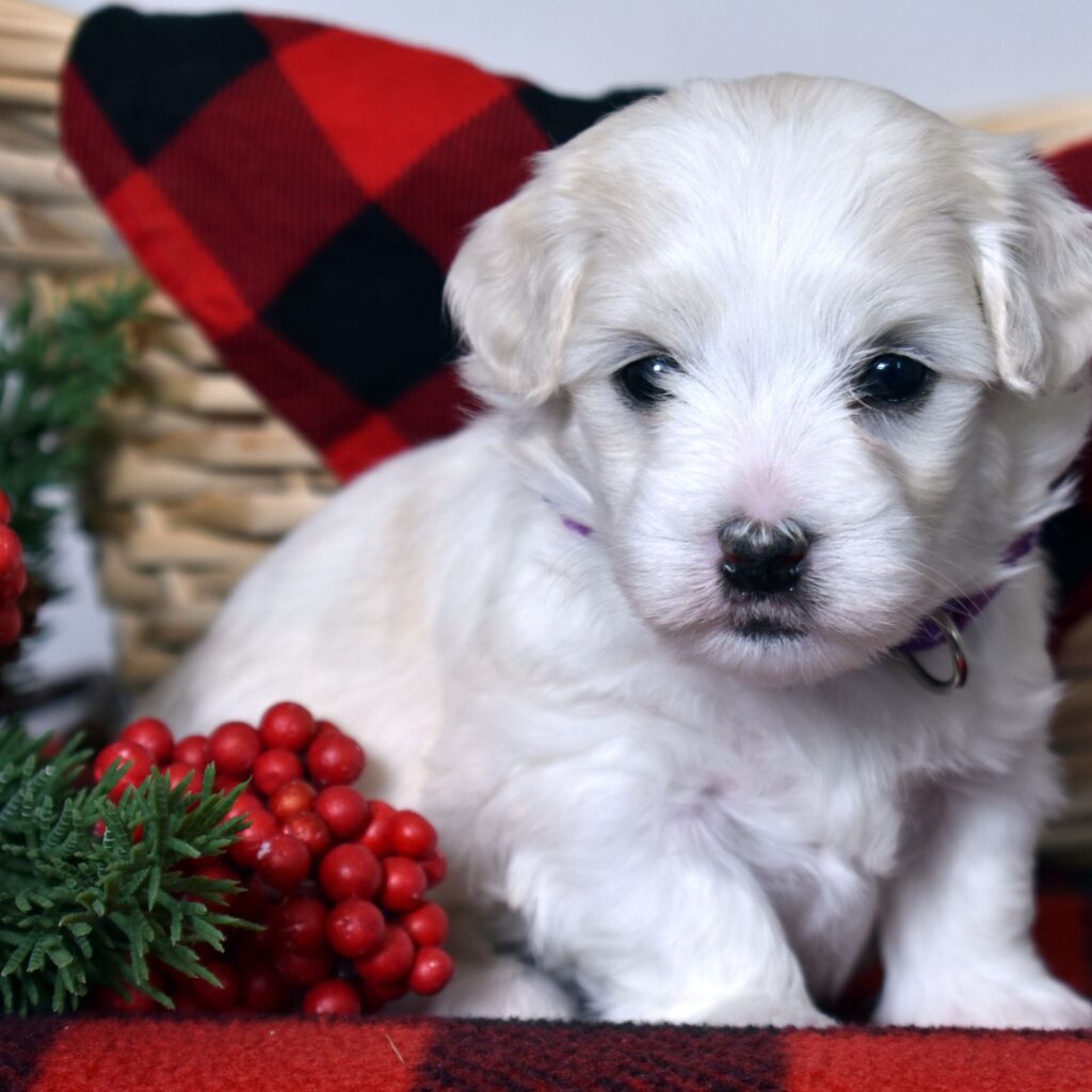 coton de tulear for sale