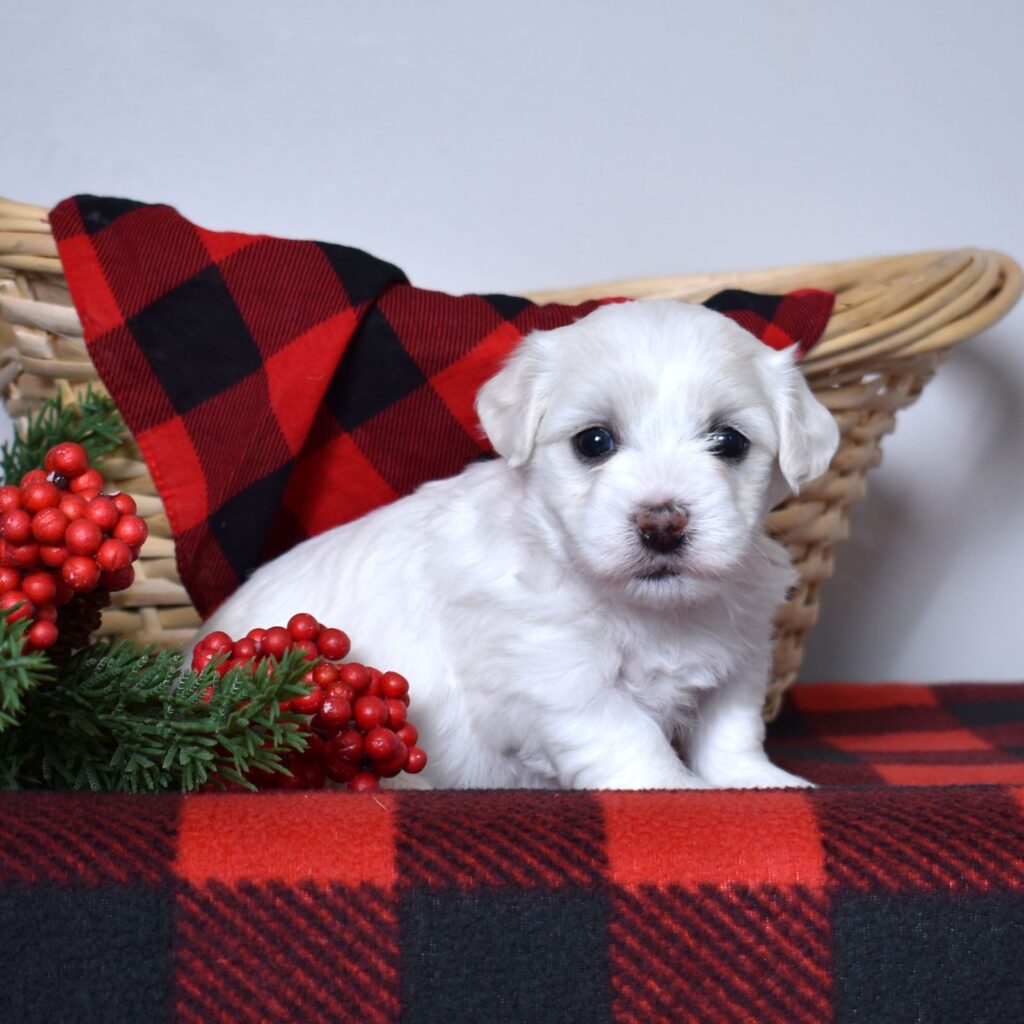 coton de tulear hypoallergenic