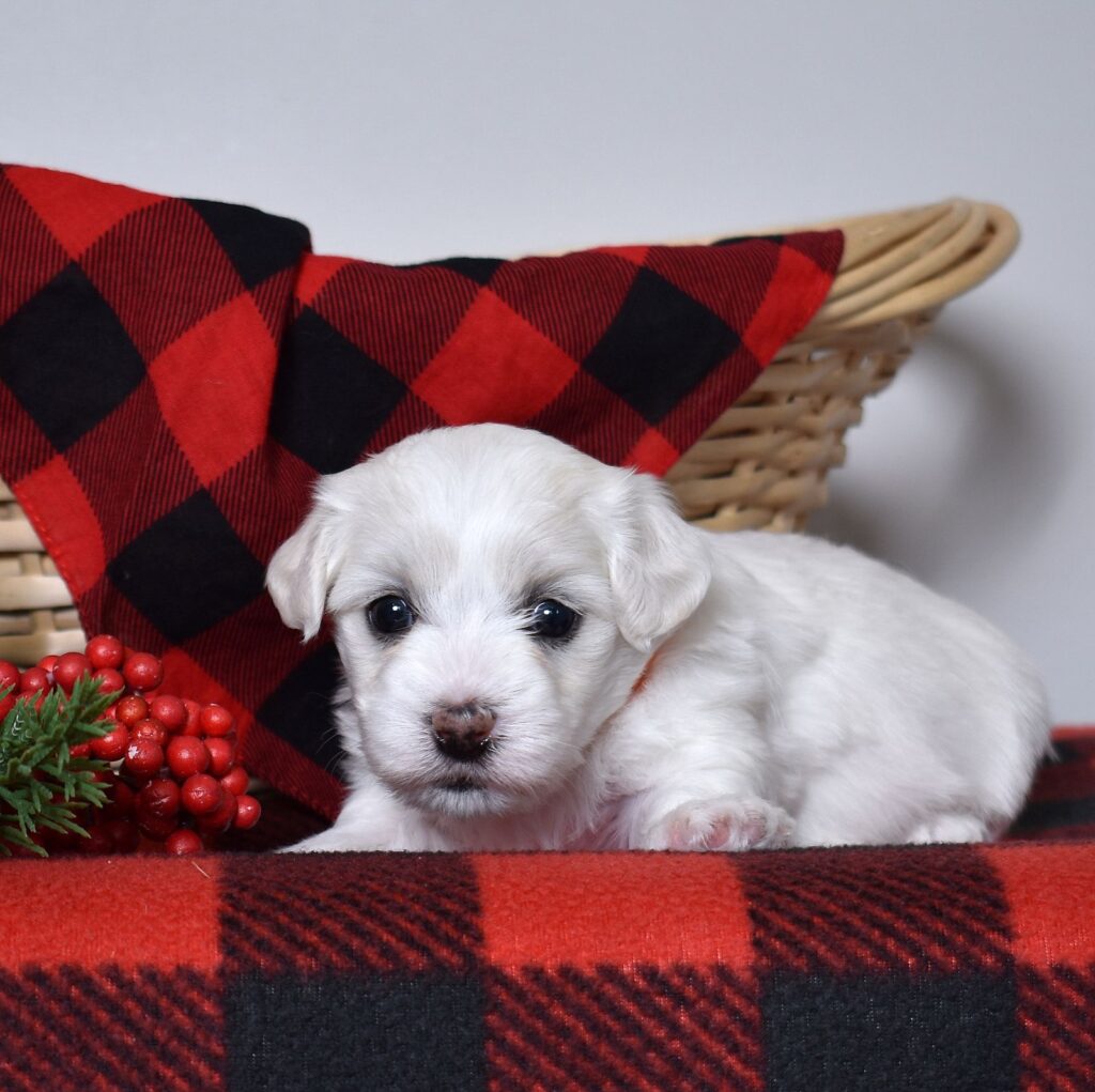 coton de tulear near me