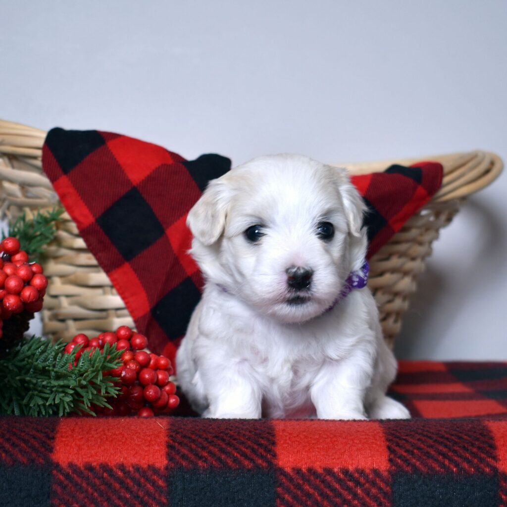 coton de tulear puppies
