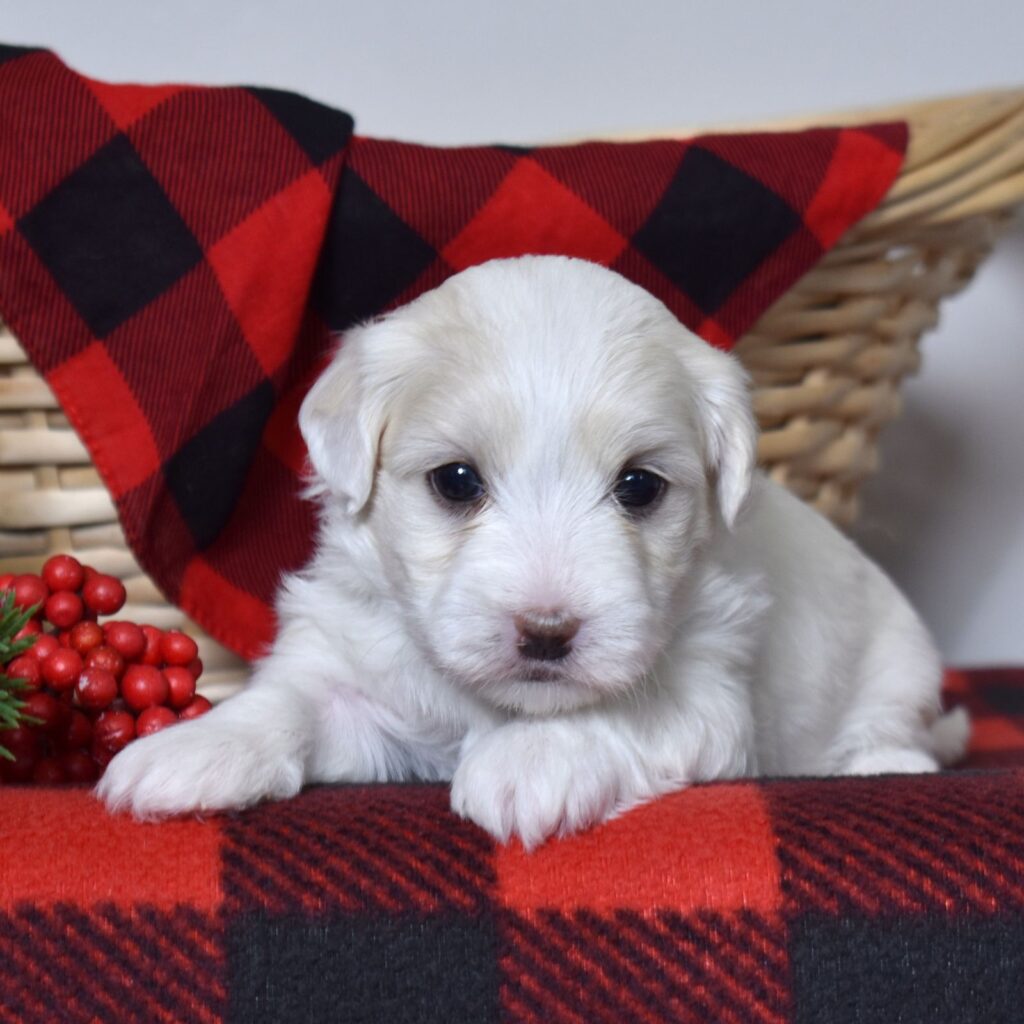 coton de tulear puppies