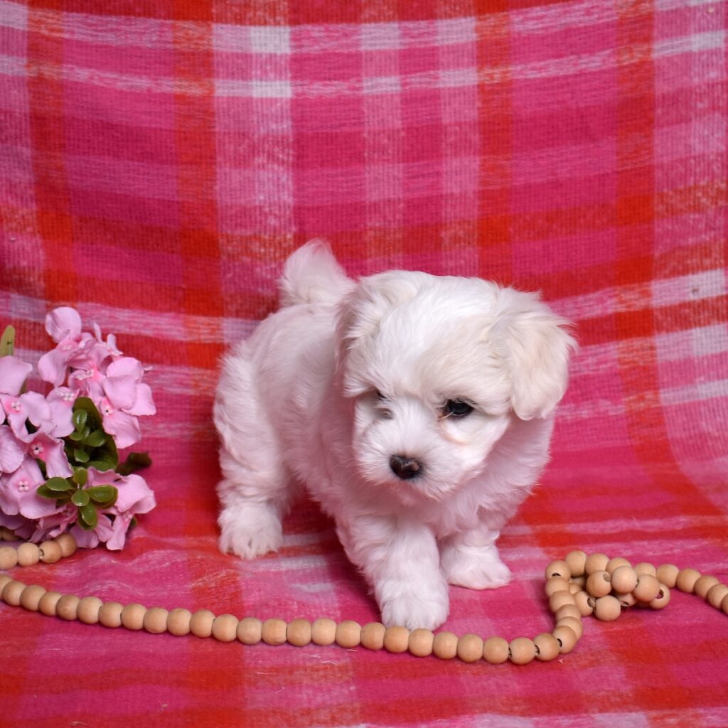 coton de tulear puppies