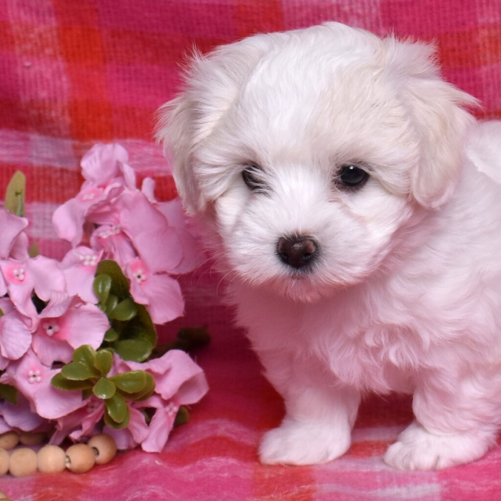 coton de tulear puppies