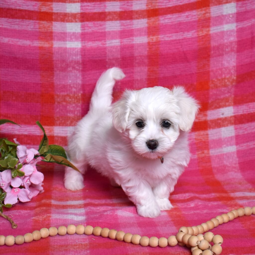 coton de tuléar puppies
