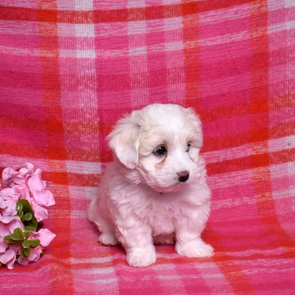 coton de tulear puppies