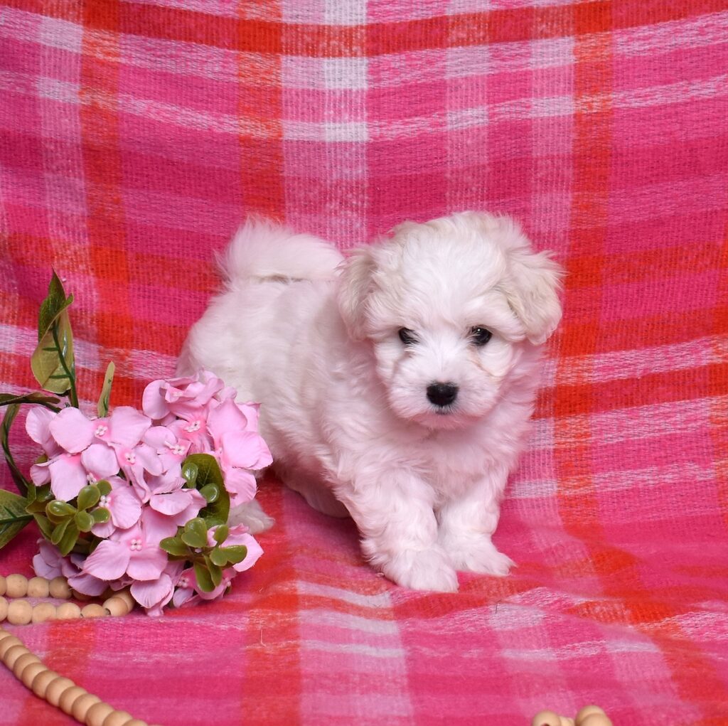 coton de tulear puppies for adoption