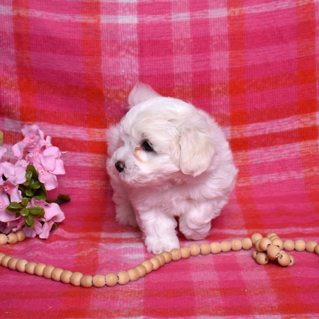 coton de tulear puppies for sale