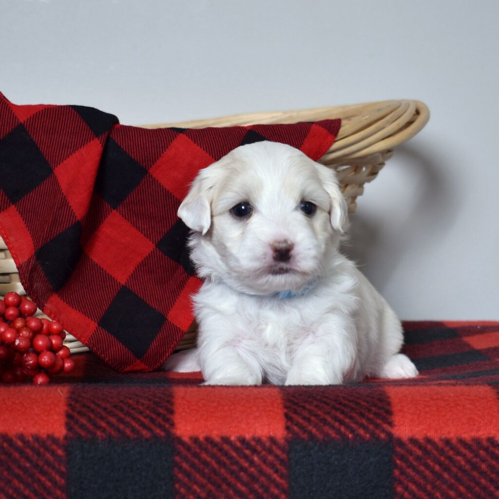 coton de tulear puppies for sale