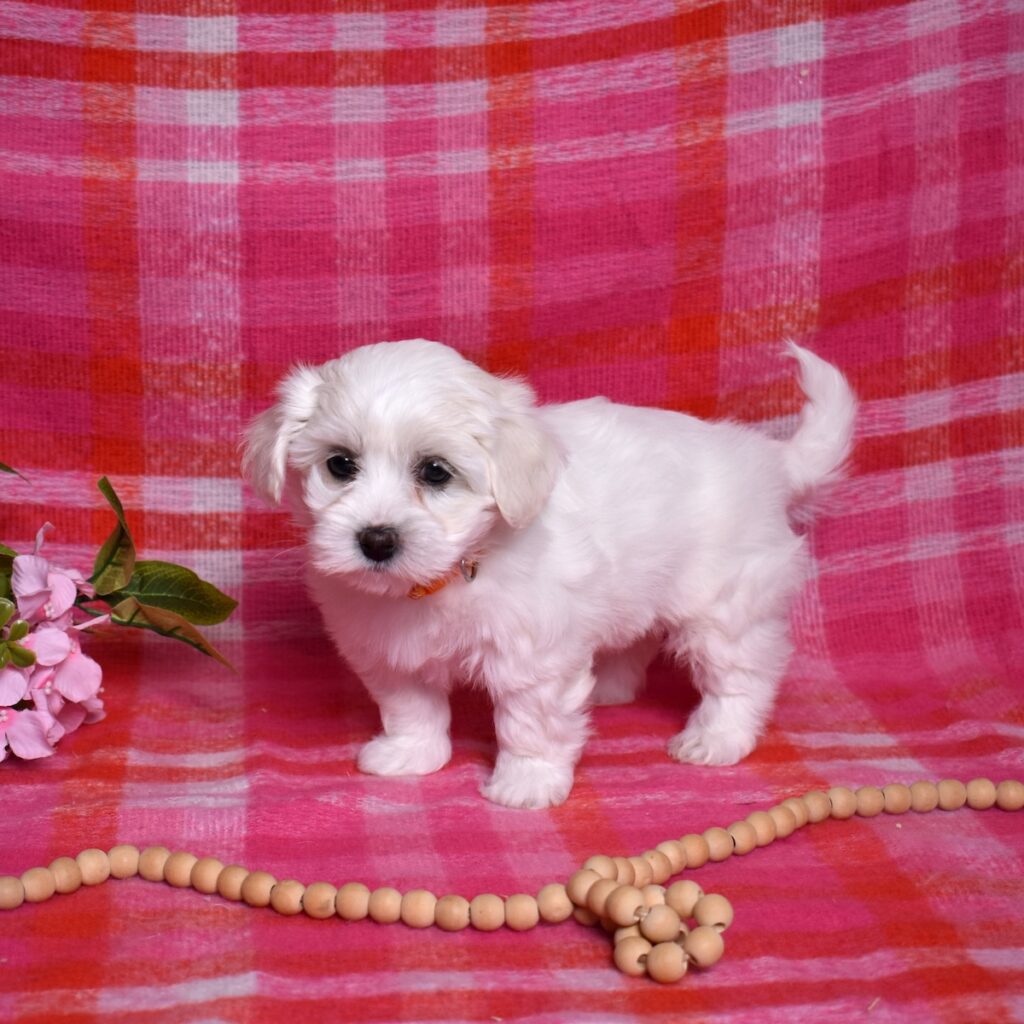 coton de tulear puppies for sale