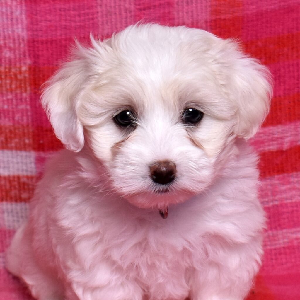 coton de tulear puppies for sale