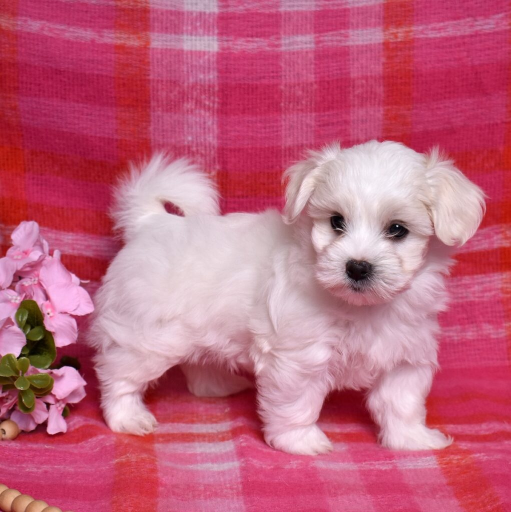 coton de tulear puppies for sale near me