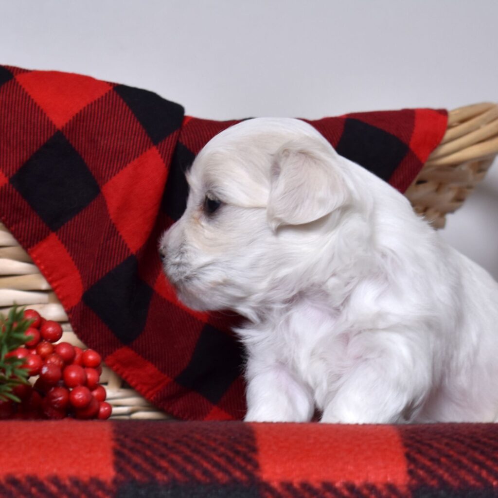 coton de tulear puppies for sale near me