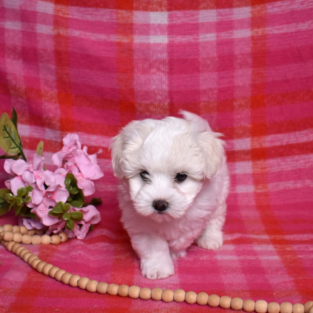 coton de tulear puppies for sale near me