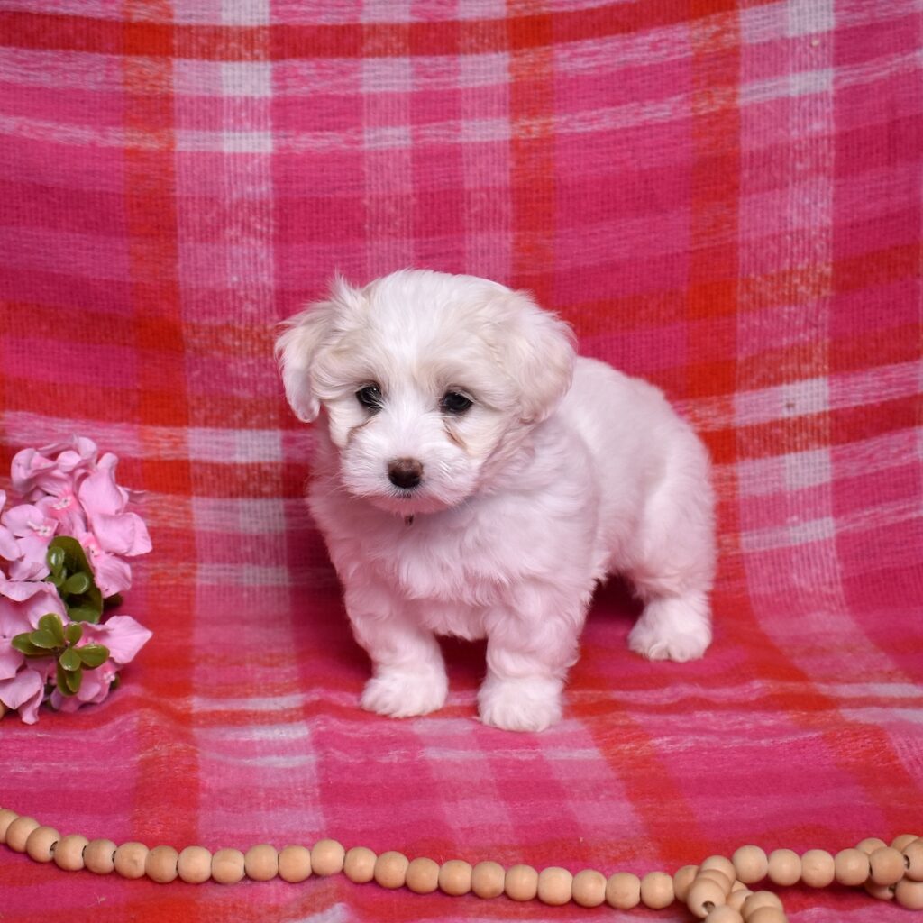 coton de tulear puppies for sale near me