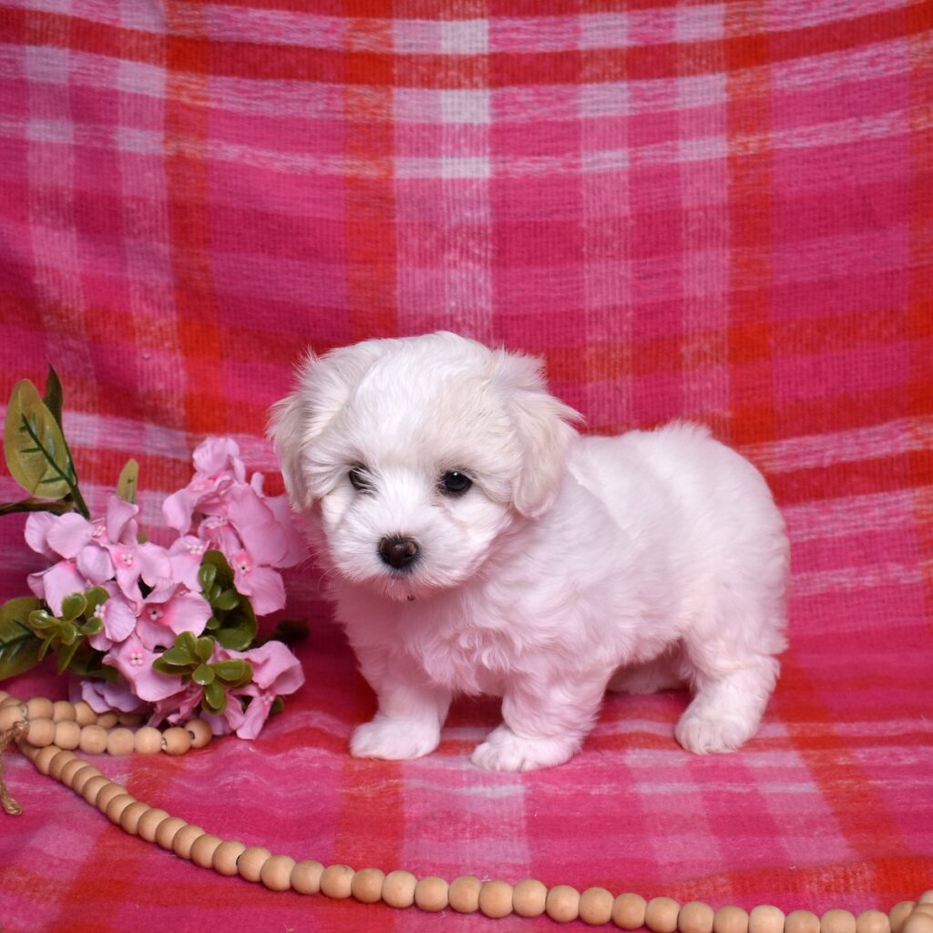 coton de tulear puppies near me