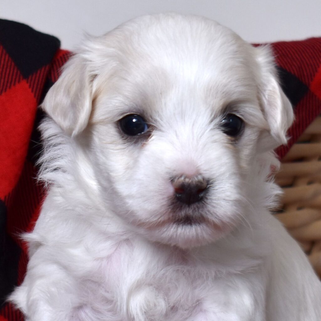 coton de tulear puppies near me