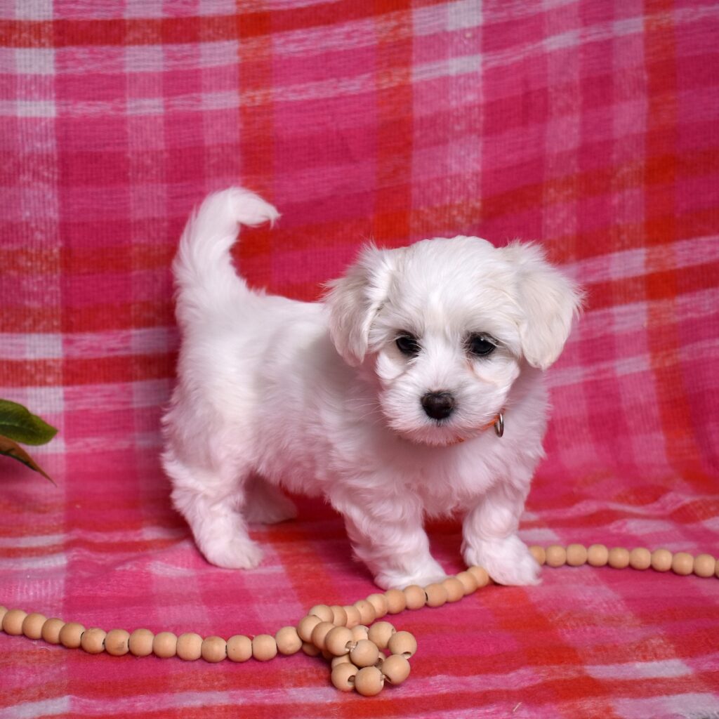coton de tulear puppies near me