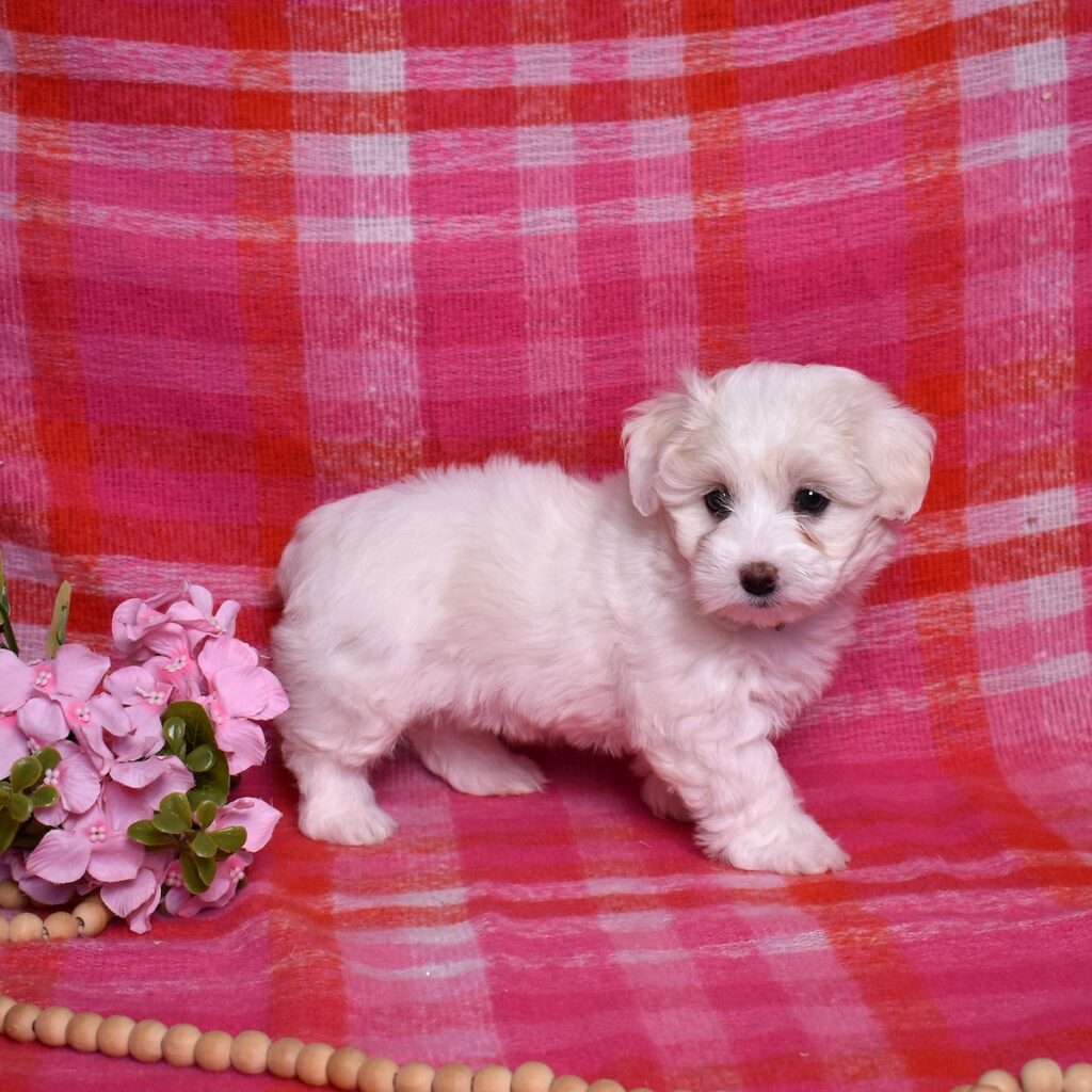coton de tulear puppies near me