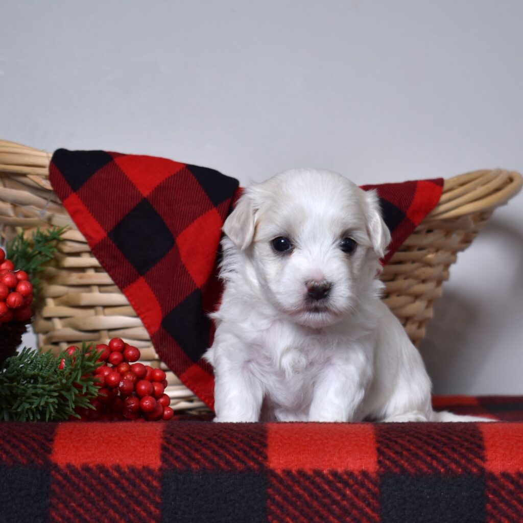 coton de tulear puppy