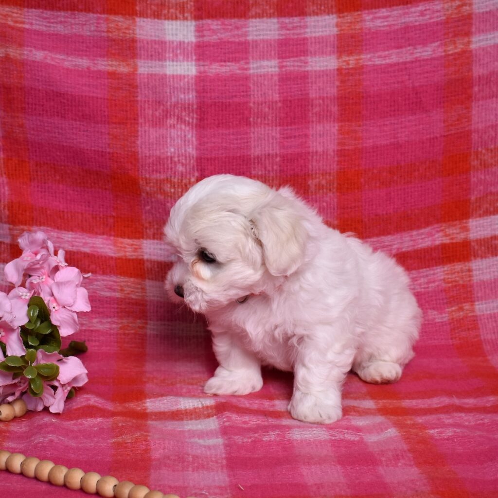 coton de tulear puppy
