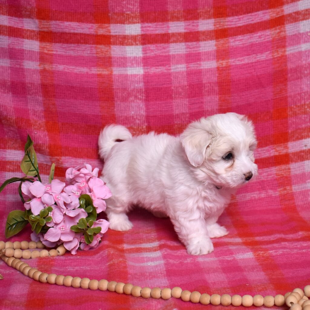 coton de tulear puppy