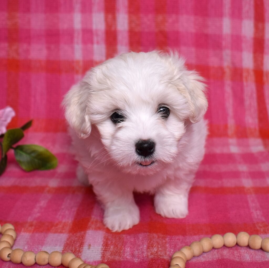 coton dog puppy