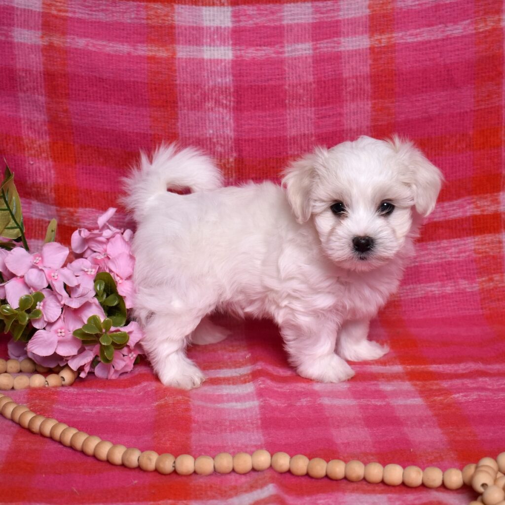 coton dog puppy