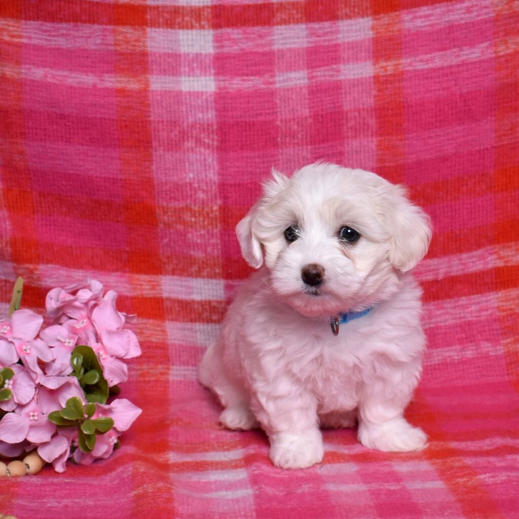 coton dog puppy