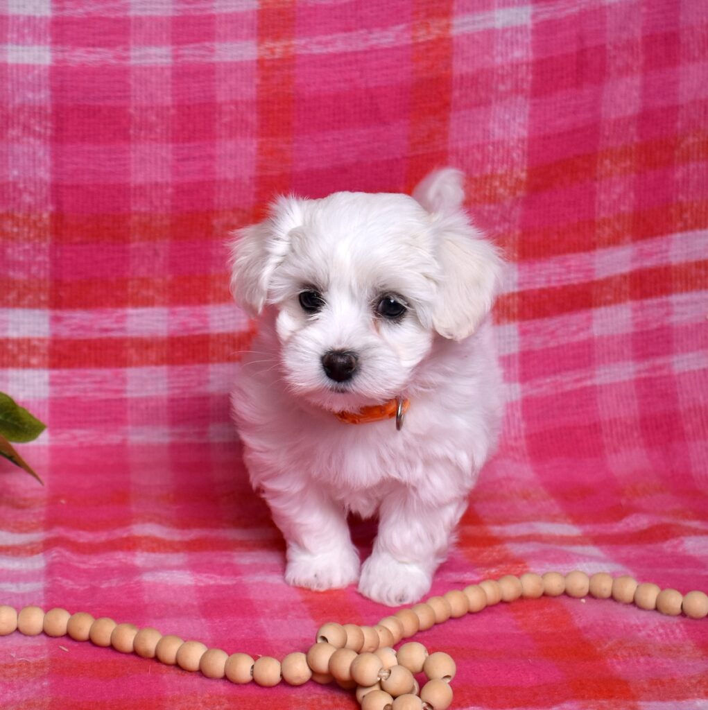 coton du tulear puppies