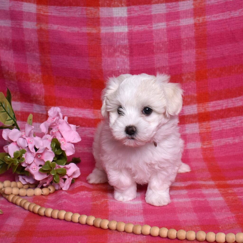 coton puppies