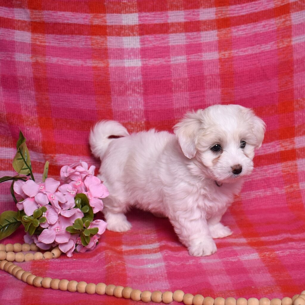 coton puppies