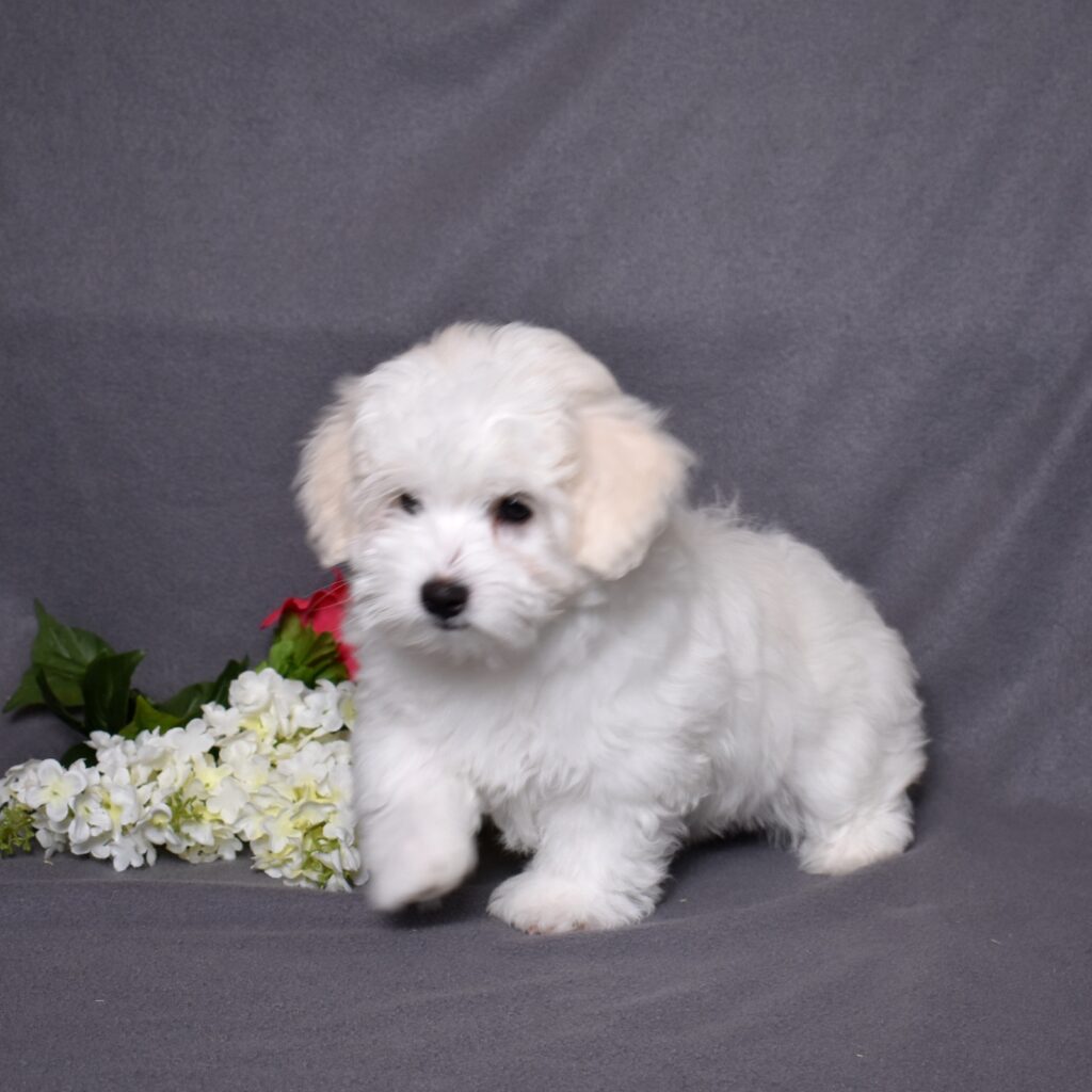 coton puppies