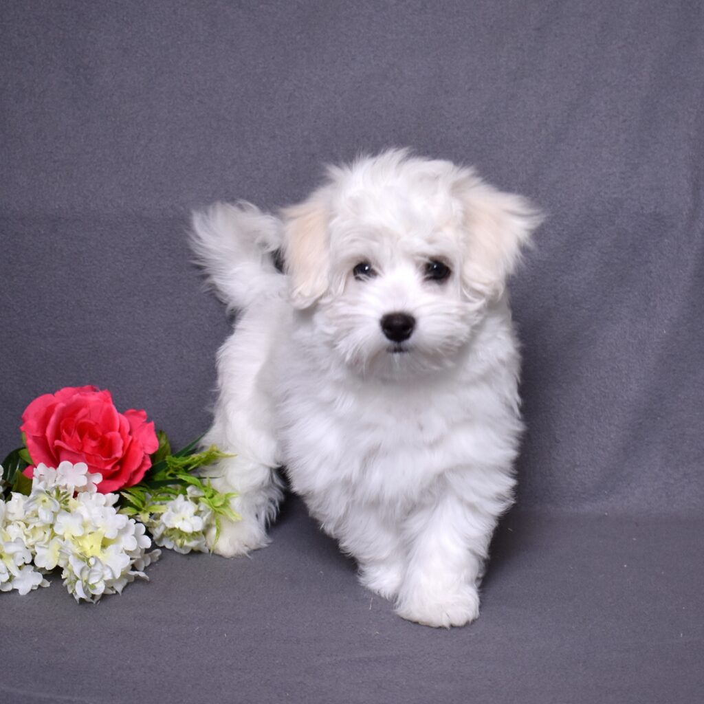 coton puppies
