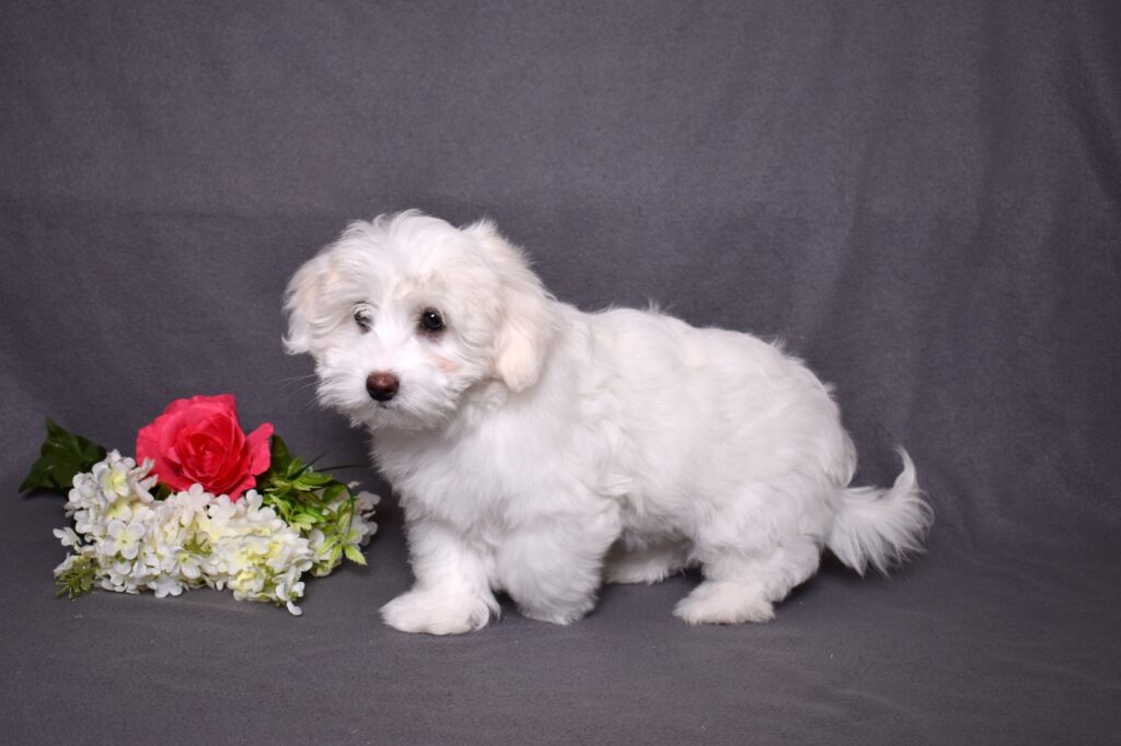 coton puppies
