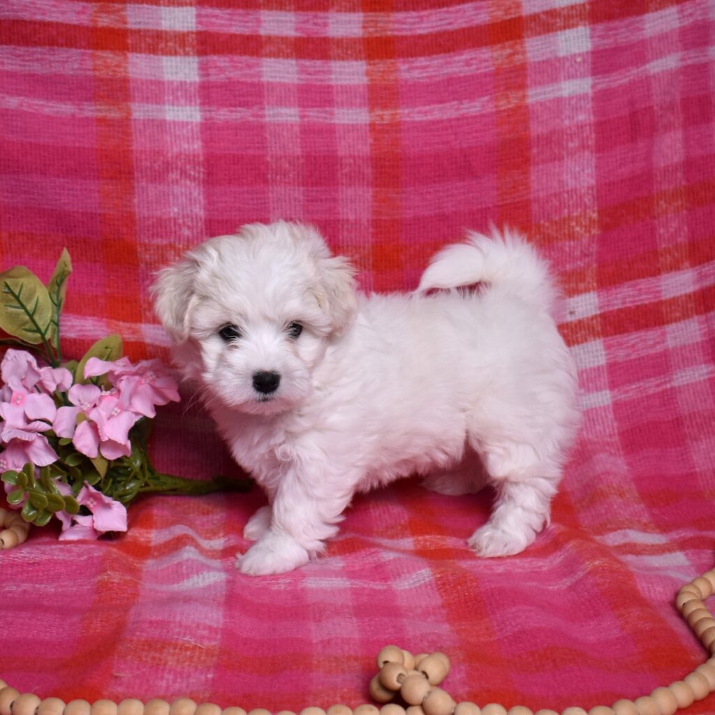 coton puppies for adoption