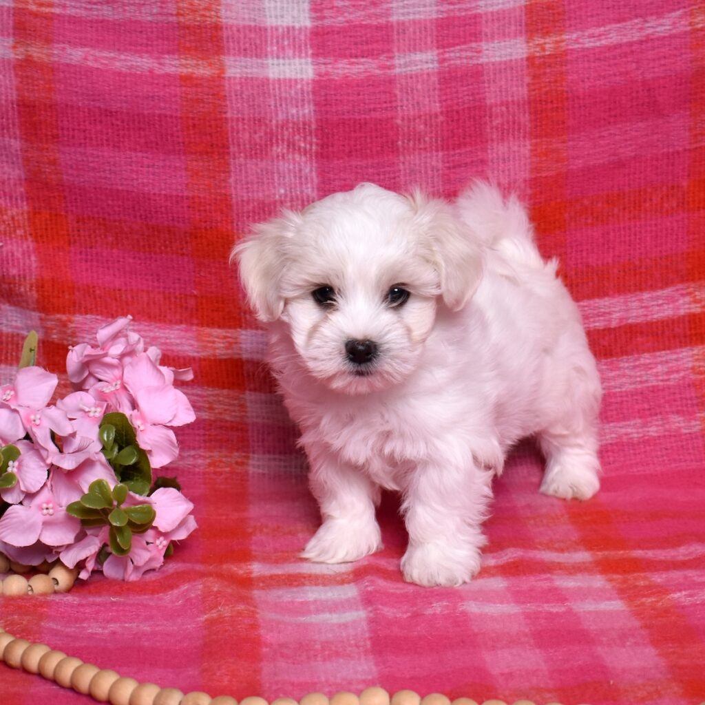 coton puppies for adoption