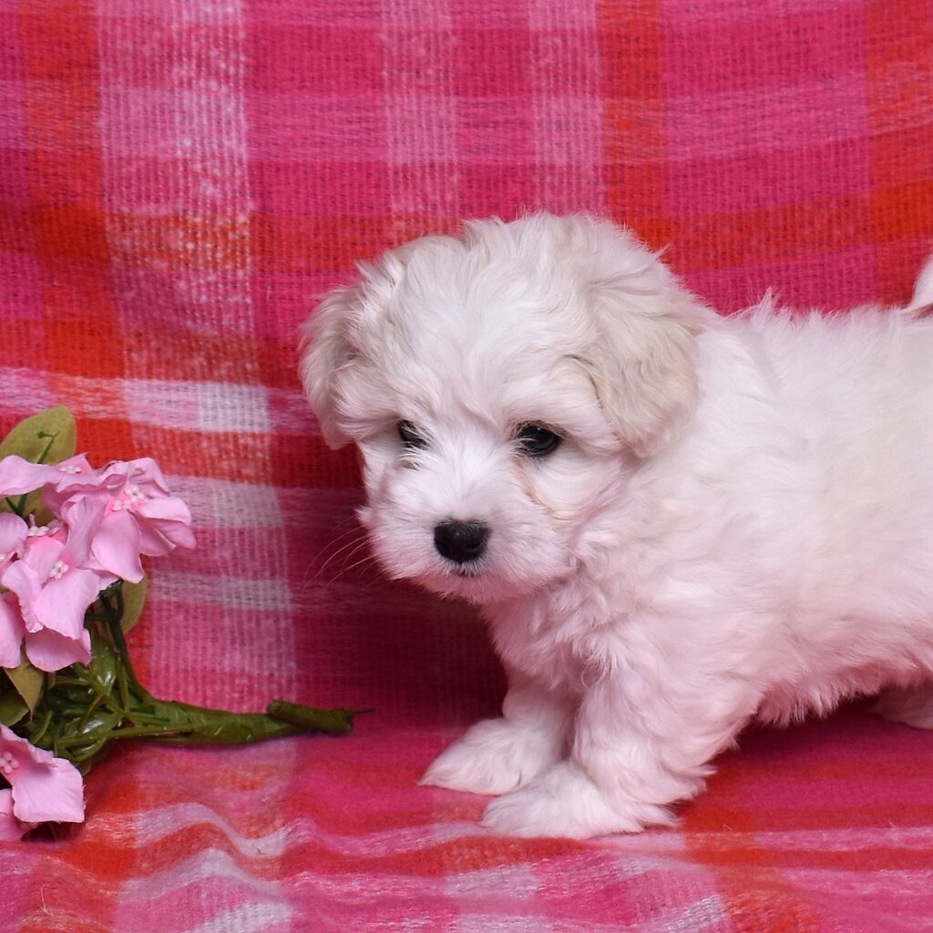 coton puppies for sale