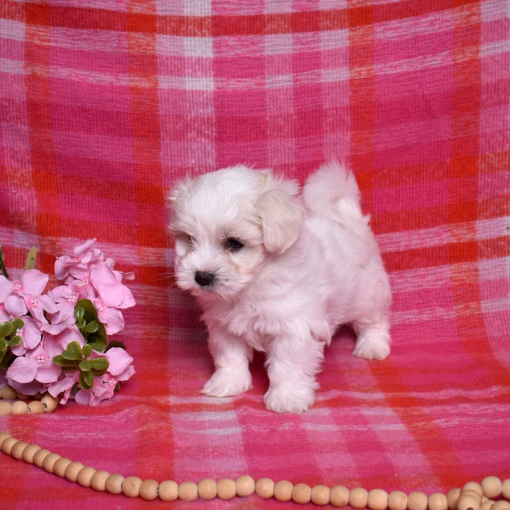 coton puppies for sale