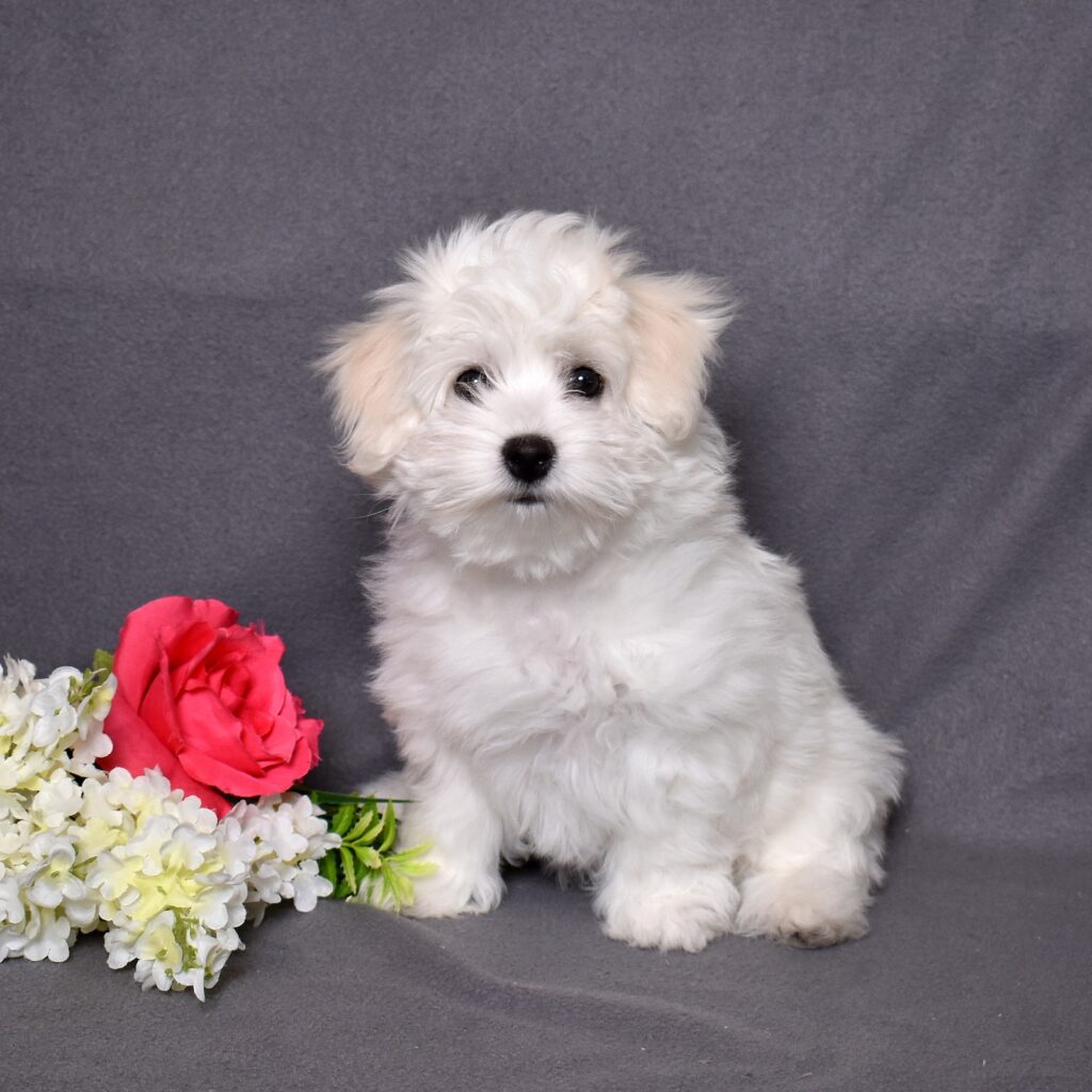 coton puppies for sale