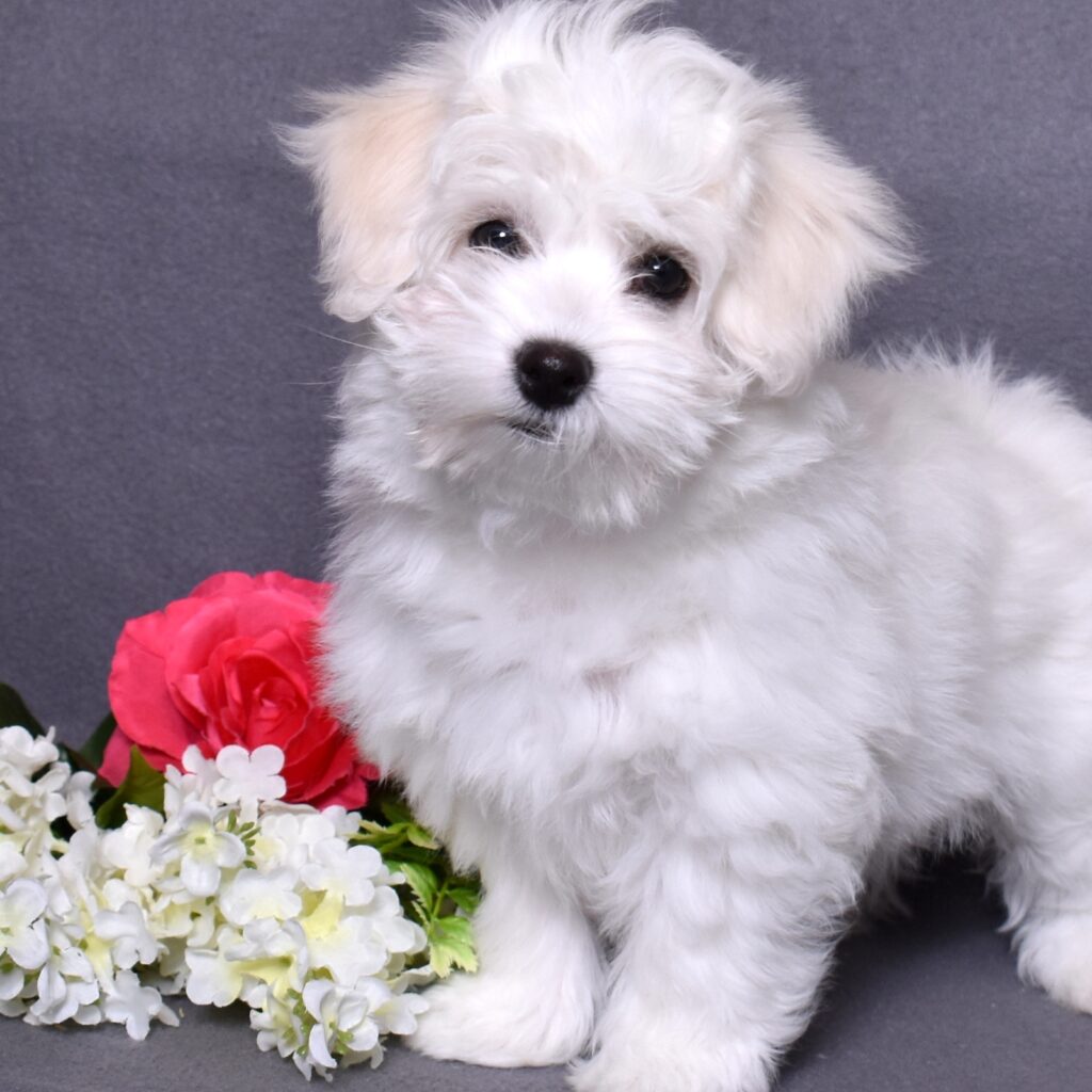 coton puppies for sale near me