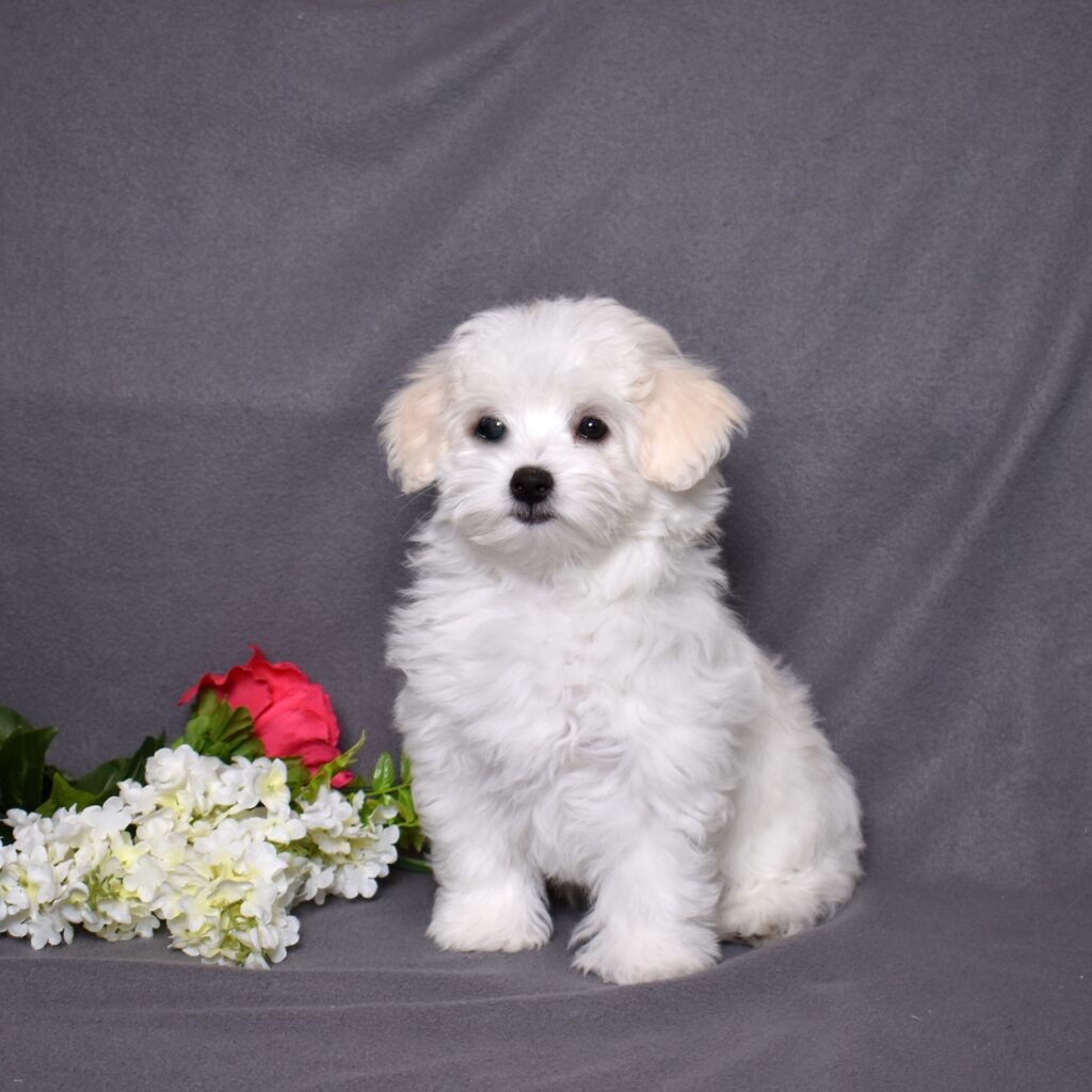 coton puppies lancaster pa